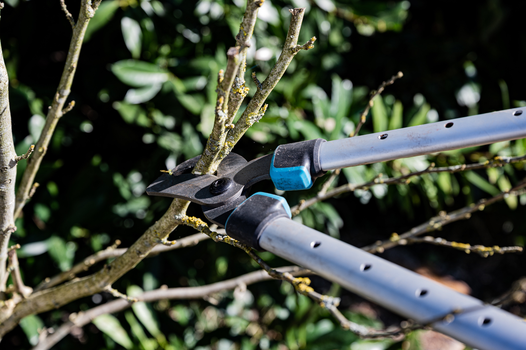 FREE PRUNING COURSE WITH THE CIRCEO PARK EXPERTS